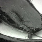 Tips Menghilangkan Bau Amis Pada Ikan Lele